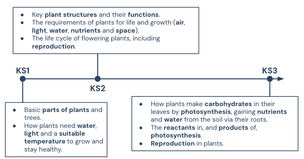 Diagram showing concepts relating to plants learned from KS1 to KS3